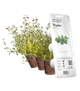 Wkład wymienny Click&Grow Tymianek 3 szt (4742793007373) - obraz 1