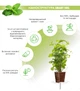 Сменный картридж Click&Grow Мята 3 шт (4742793007397) - изображение 2