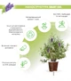 Сменный картридж Click&Grow Лаванда 3 шт (4742793007472) - изображение 2
