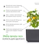 Сменный картридж Click&Grow желтые мини-томаты 3 капсулы (4742793009124) - изображение 6