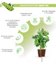 Сменный картридж Click&Grow карликовый горошек 3 капсулы (4742793008998) - изображение 2