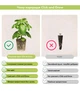 Змінний картридж Click&Grow Коріандр (8417) - изображение 8