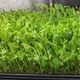 Набір мікрозелені Веган, горох Leda Agro - изображение 3