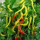 Семена Перец Сигарета Ломбардо 12сем Hortus - изображение 2