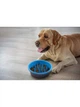Миска для собак Dexas Slow Feeder Dog Bowl силикон для медленного кормления 1440 мл голубой (PW301-432-2194) - изображение 2