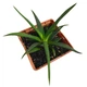 Суккулент Хавортия Фациата (Haworthia fasciata), контейнер 7*7*8 см (s065s) - изображение 2