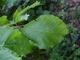 Бук европейский семена (20 шт) (Fagus sylvatica) лесной - изображение 9