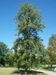 Липа крымская семена (10 шт) (Tilia × euchlora K. Koch) кавказская - изображение 4