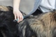 Колтунорез для собак Trixie с коротким загнутым зубом 3.5 х 18 см (TX-24161) - изображение 2