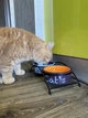 Подставка с мисками из керамики для кошек Trixie Eat on Feet 300 мл - изображение 3