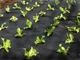 Агроволокно черное, "GROWTEX", плотность: 100 г/м.кв, 1,6 х 50 м - Украина - изображение 2