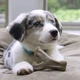 Жевательные игрушки для щенков Benebone Puppy Wishbone Bacon S бекон (829500) - изображение 3