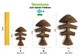Жевательные игрушки для собак Benebone Fishbone M рыба (420300) - изображение 4
