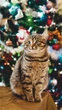 Инфракрасный обогреватель пленочный Картина Котафеич 61x107см/250Вт/220В - изображение 1