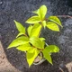Саженцы актинидии (киви) Самоплодная (Self-fertile) - самоплодная, крупноплодная, морозостойкая Р9 - изображение 4