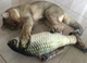 Іграшка для кішок плюшева риба 3D CAPSBOARD FISH (900000) - зображення 3