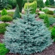Саженцы Ели колючей Глаука (Picea pungens Glauca) Р9 - изображение 1