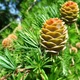 Саженцы Лиственницы японской Кемпфера (Larix kaempferi) Р9 - изображение 1