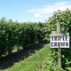 Саженцы ежевики Трипл Краун (Triple Crown) - среднего срока, бесшипная, урожайная - изображение 2