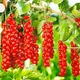 Саженцы смородины красной Каскад - ранняя, крупноплодная, неприхотливая - изображение 2