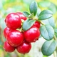 Саджанці Брусниці Ред Перл (Red Pearl) - рання, кисло-солодка, крупноплідна Р9 - зображення 1