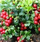 Саджанці Брусниці Ред Перл (Red Pearl) - рання, кисло-солодка, крупноплідна Р9 - зображення 2