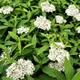 Саджанці Спіреї японської Альбіфлора (Spiraea japonica Albiflora) Р9 - зображення 2