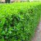 Саженцы Бирючины обыкновенной (Ligustrum vulgare) - изображение 1