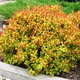 Саджанці Спіреї японської Меджик Карпет (Spiraea japonica Magic Carpet) Р9 - зображення 1