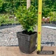 Саженцы Самшита (Buxus) Р9 - изображение 2