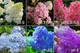Саженцы Гортензии метельчатой Полярный медведь (Hydrangea paniculata Polar bear) Р9 - изображение 3