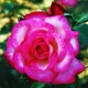 Саженцы плетистой розы Хендель (Rose Handel), сеянец - изображение 3