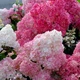Саджанці Гортензії волотистої Сандей Фрайз (Hydrangea paniculata Sundae Fraise) Р9 - зображення 1