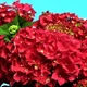 Саджанці Гортензії крупнолистної Лойтфоер (Hydrangea macrophylla Leuchtfeuer) Р9 - зображення 2