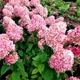 Саженцы Гортензии метельчатой Мэджикал Кэндл (Hydrangea paniculata Magical Candle) Р9 - изображение 1
