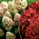 Саженцы Гортензии метельчатой Мэджикал Кэндл (Hydrangea paniculata Magical Candle) Р9 - изображение 2