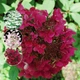 Саженцы Гортензии метельчатой Вимс Ред (Hydrangea paniculata Wim's Red) Р9 - изображение 1