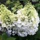Саженцы Гортензии метельчатая Бобо (Hydrangea paniculata Bobo) Р9 - изображение 1