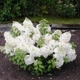 Саженцы Гортензии метельчатая Бобо (Hydrangea paniculata Bobo) Р9 - изображение 2
