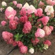 Саженцы Гортензии метельчатой Самарская Лидия / Ренсам Франбонзини (Hydrangea paniculata Samarskya Lydia) Р9 - изображение 1