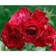 Саженцы плетистой розы Симпати (Rose Sumpathie), сеянец - изображение 2