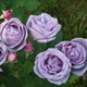 Саженцы плетистой розы Индиголетта (Rose Indigoletta), сеянец - изображение 1