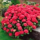 Саженцы Гортензии крупнолистной Ред Барон (Hydrangea macrophylla Red Baron) Р9 - изображение 2