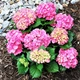 Саженцы Гортензии крупнолистной Форевер энд Эвер Пинк (Hydrangea macrophylla Forever & Ever Pink) Р9 - изображение 1