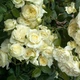 Саженцы плетистой розы Эльф (Rose Elfе), сеянец - изображение 2