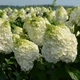 Саженцы Гортензии метельчатой Мэджикал Монт Бланк (Hydrangea paniculata Magical Mont Blanc) Р9 - изображение 1
