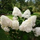 Саженцы Гортензии метельчатой Фантом (Hydrangea paniculata Phantom) Р9 - изображение 1