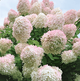 Саженцы Гортензии метельчатой Грандифлора (Hydrangea paniculata Grandiflora) Р9 - изображение 1