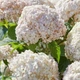 Саженцы Гортензии древовидной Кандибель Маршмеллоу (Hydrangea arborescens Candybelle Marshmallow) Р9 - изображение 1
