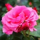 Саженцы плетистой розы Лавиния (Rose Lawinia), сеянец - изображение 3